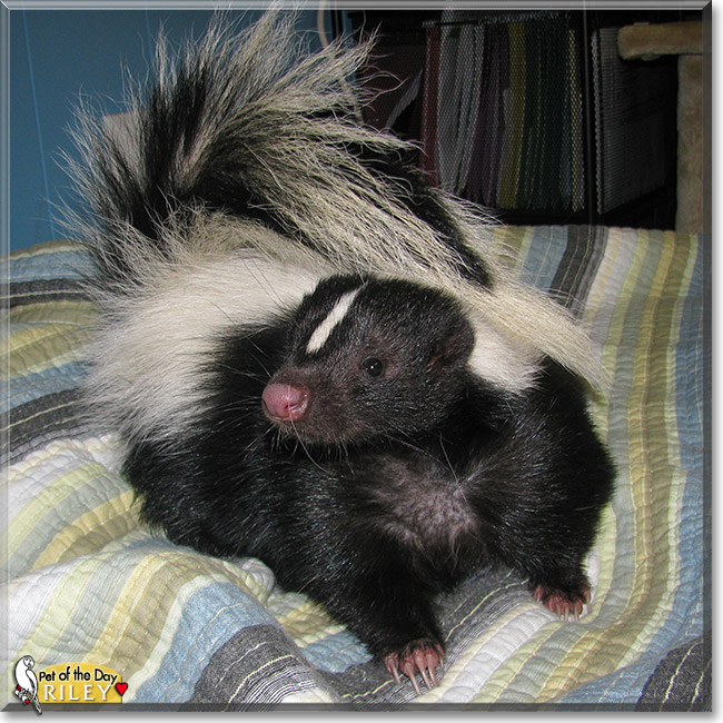chris argueta recommends skunk riley dennis zeigler add skunk riley photo