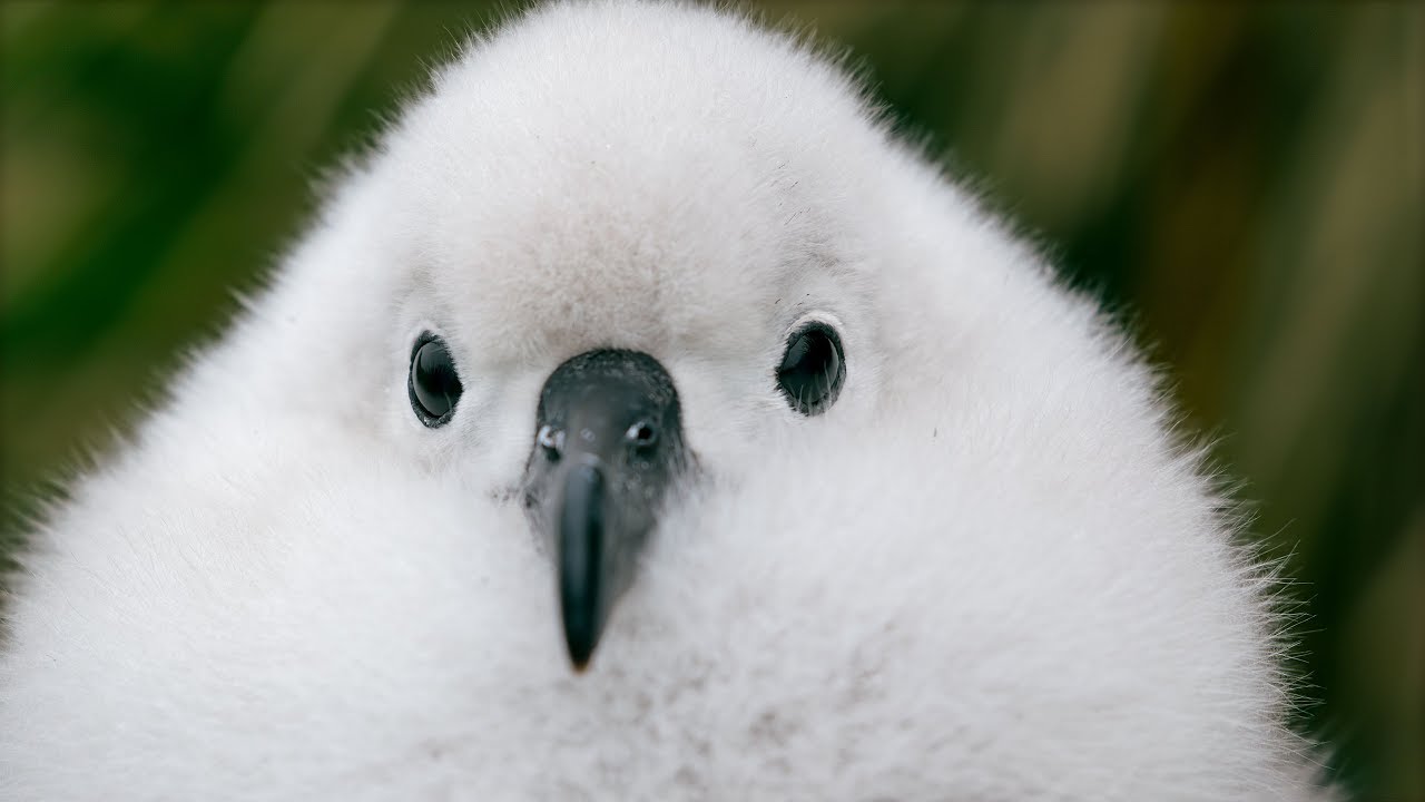 david mombourquette recommends bbc white chick dena brock add bbc white chick photo