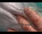 Man Fucks Dolphin courtney nude crystal clear anal bbw