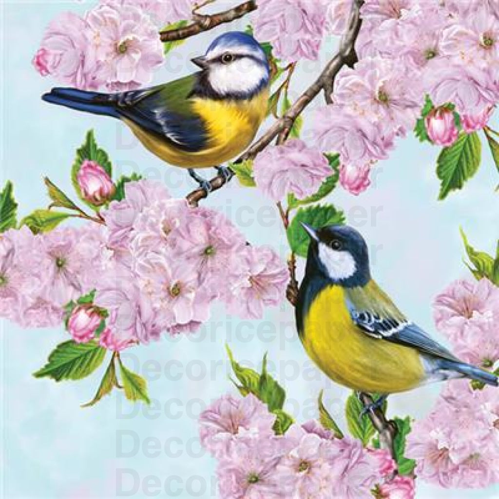 anthony siena recommends cherry blossom tits aron burmeister add Live bondage webcam photo
