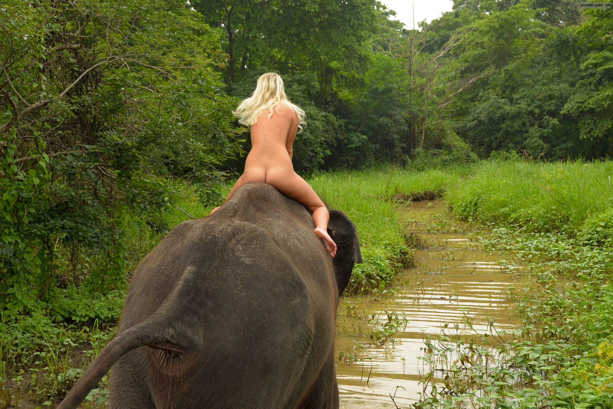chasity gladue recommends elephant cumshots brooke iarussi add elephant cumshots photo