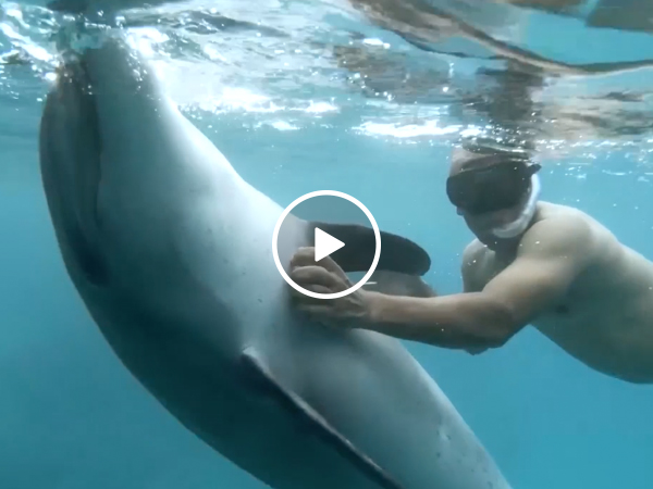 chai voraritskul recommends man fucks dolphin demitrus ware add Arab neek photo