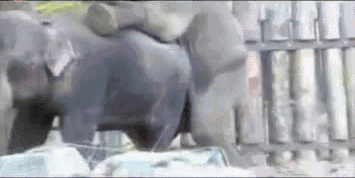 Elephant Cumshots sebastian bonnet porn fetish slapping