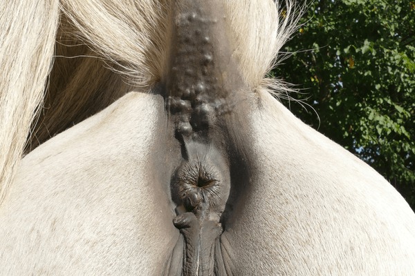 bill hansbury add anal mare photo