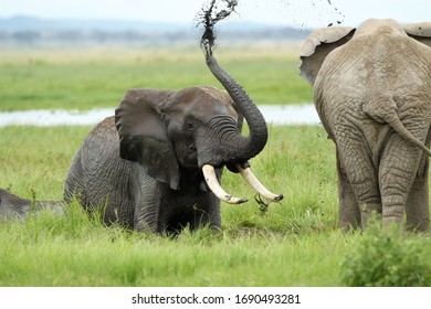 bhargav gopal recommends elephant cumshots derek hiller add elephant cumshots photo
