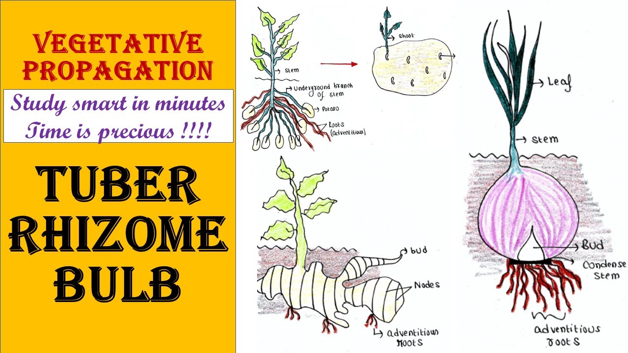 akele franka recommends dr tuber categories amali ali add dr tuber categories image