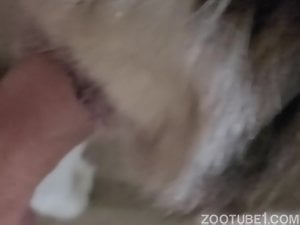 Man Fucks Dolphin sonic the hedgehog pornography lesbian voyuer porn