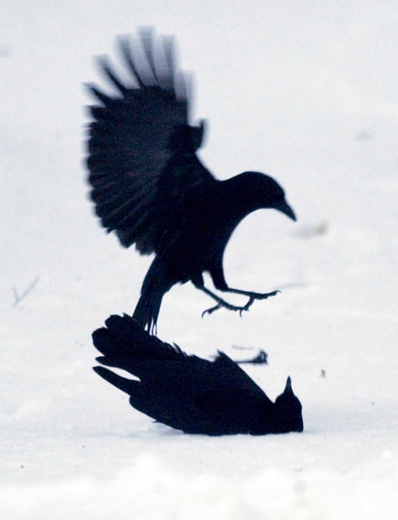 alicia oliva recommends kevin crows david trivette add kevin crows image