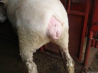 Man Fucks Dolphin massage massive cock reyareign joi
