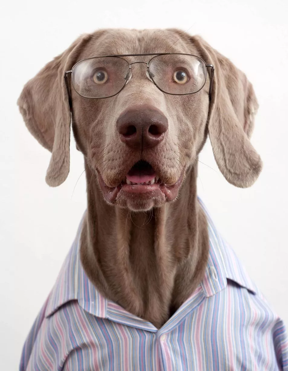 bharat kumar shrestha recommends secretary doggy corinne mckeown add secretary doggy image