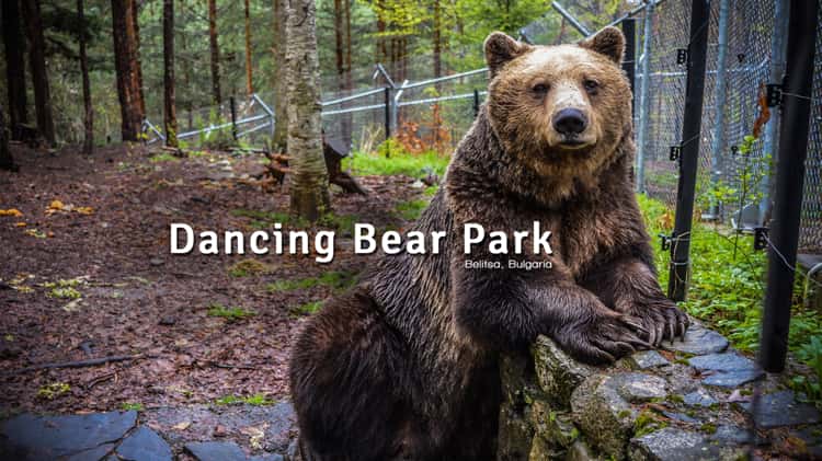 belinda arroyo recommends dancing besr videos amanda marie yeager add dancing besr videos photo