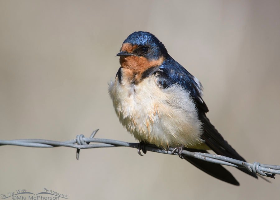 bobo llama recommends swallow com aaron van natter add swallow com image
