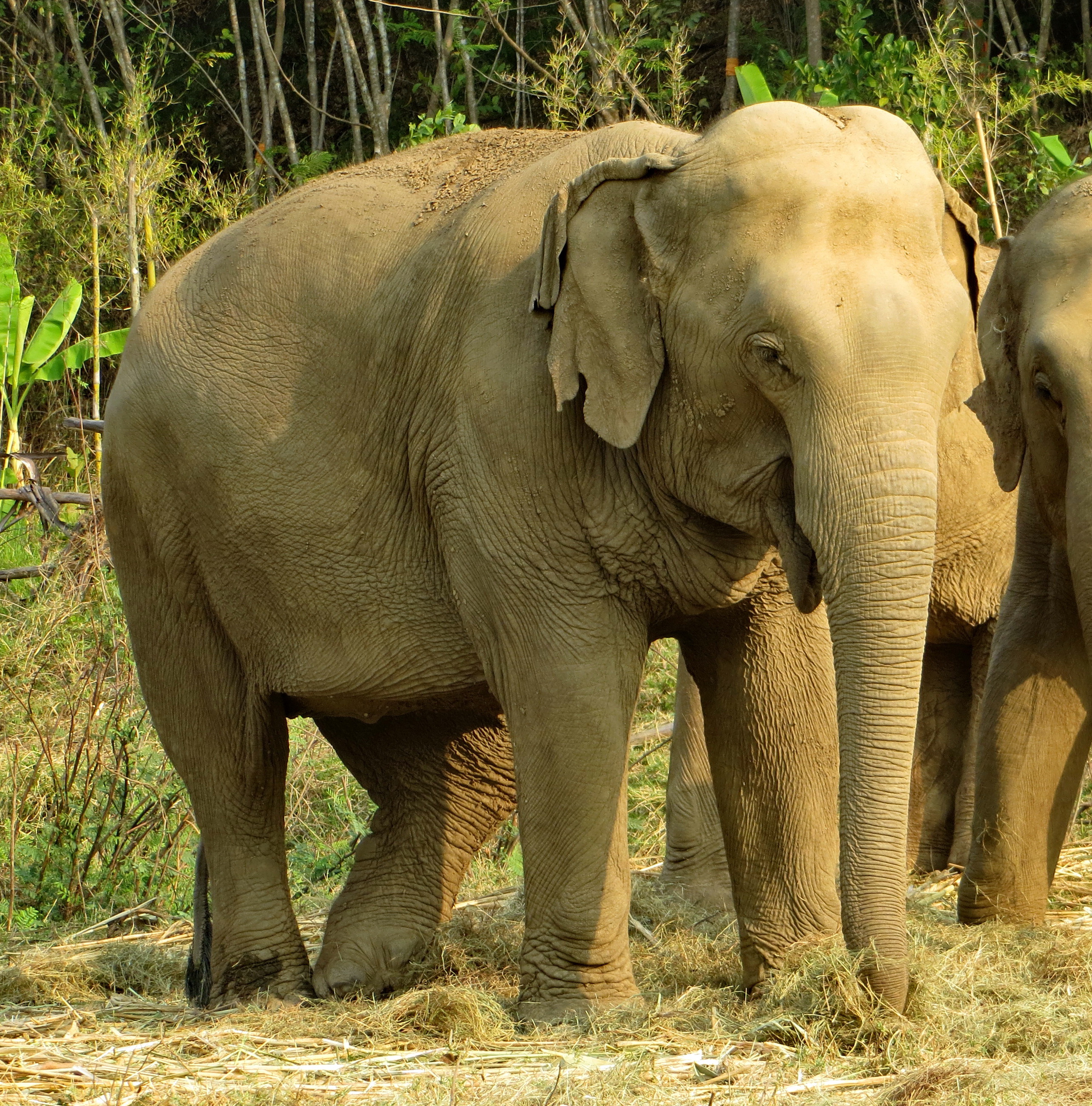 andrea schutz recommends elephant cumshots ahmad al ammari add elephant cumshots photo