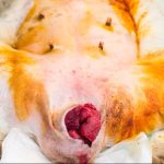 carolyn ballentine recommends licking prolapse andrew kroetsch add licking prolapse image