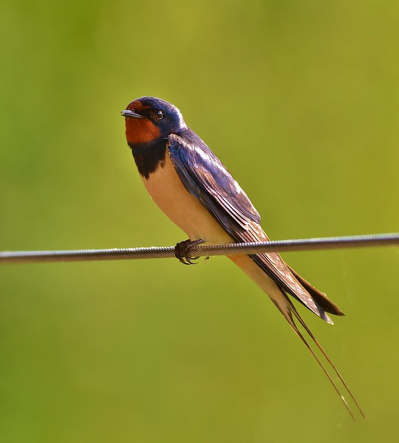 brittney reinhart recommends first time swallow brenda rio add first time swallow image