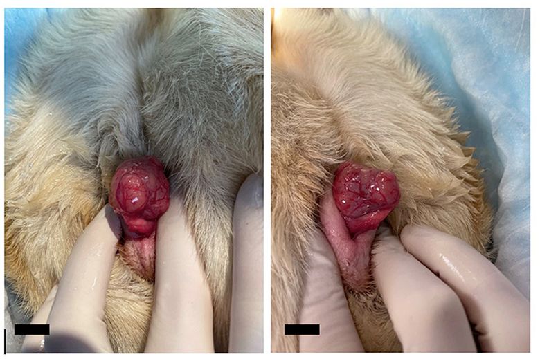 chiki hughes recommends licking prolapse chebel nassar add licking prolapse photo