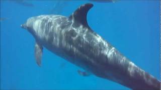 dilip vicky recommends man fucks dolphin chris mashak add man fucks dolphin photo