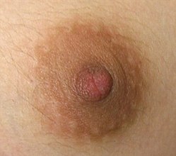 bobby siu recommends mature latina tits chantelle obrien add mature latina tits image