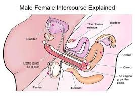 azadeh safari recommends men coming inside women deli meli add men coming inside women photo