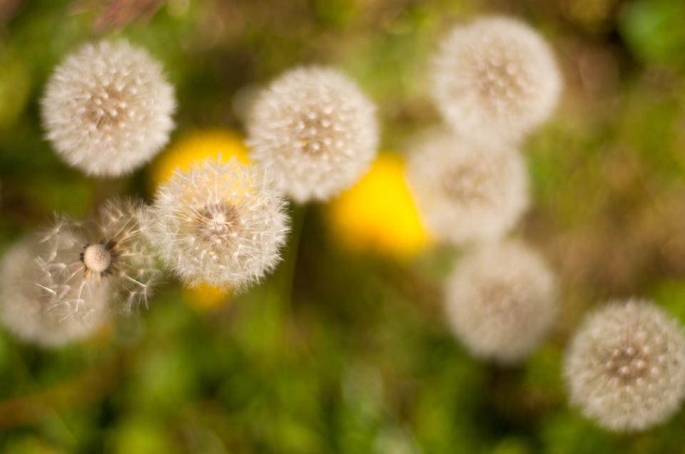 chris patte recommends nikki dandelion christina vitale add nikki dandelion image